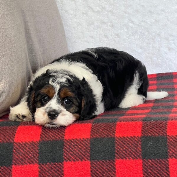 🐾 Jagger – Male Cavapoo Puppy for Sale - Image 4