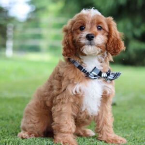 🐾 Trent – Male Cavapoo Puppy for Sale