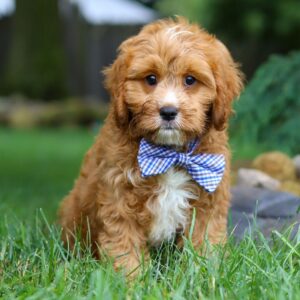 🐾 Jameson – Male Cavapoo Puppy for Sale