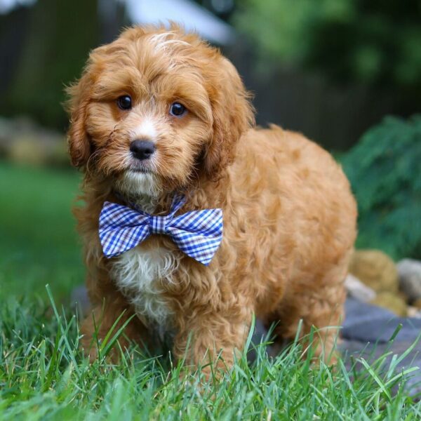 🐾 Jameson – Male Cavapoo Puppy for Sale - Image 4