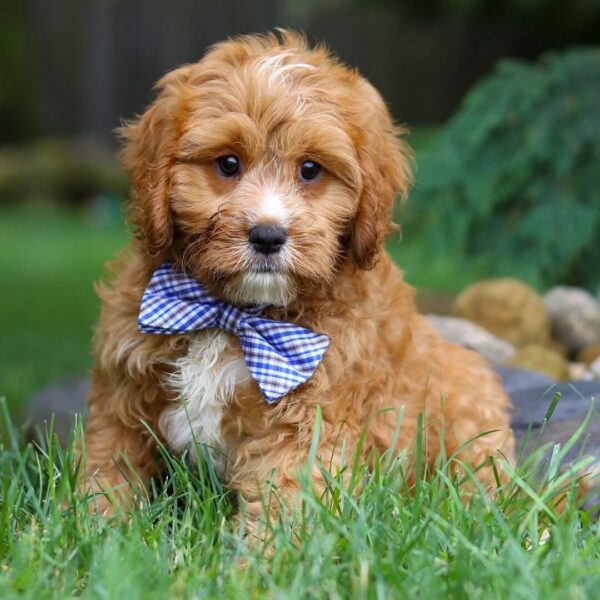 🐾 Jameson – Male Cavapoo Puppy for Sale - Image 3