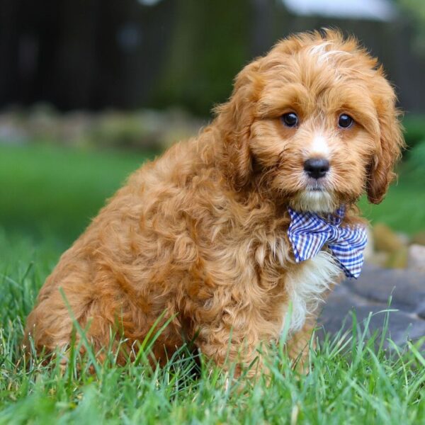 🐾 Jameson – Male Cavapoo Puppy for Sale - Image 2