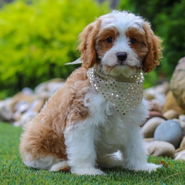 🐾 Angela – Female Cavapoo Puppy for Sale - Image 3