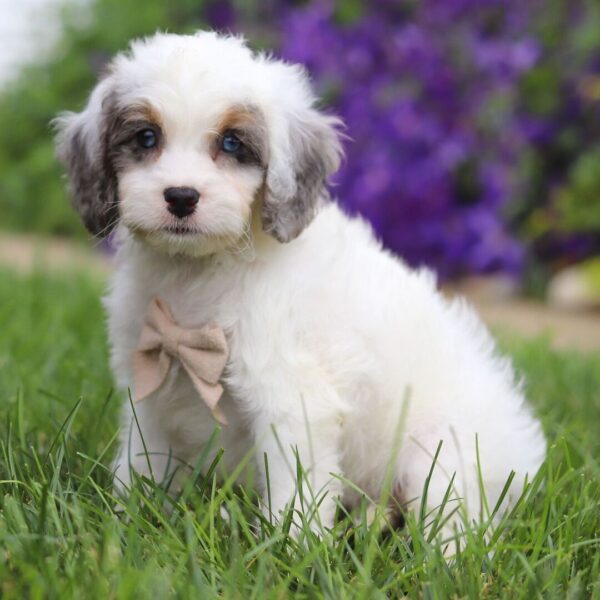 🐾 Monet – Male Cavapoo Puppy for Sale - Image 3