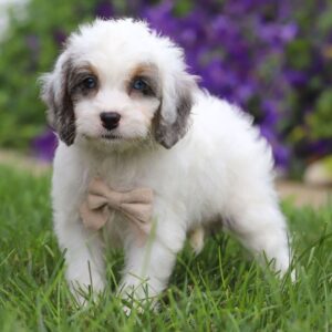 🐾 Monet – Male Cavapoo Puppy for Sale