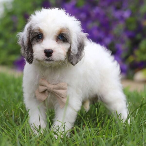 🐾 Monet – Male Cavapoo Puppy for Sale