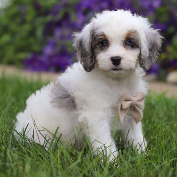 🐾 Monet – Male Cavapoo Puppy for Sale - Image 2