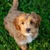 10 Irresistible Reasons Why Cavapoos Are the Ultimate Family Dog