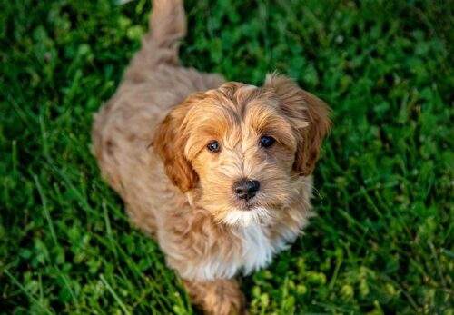 10 Irresistible Reasons Why Cavapoos Are the Ultimate Family Dog