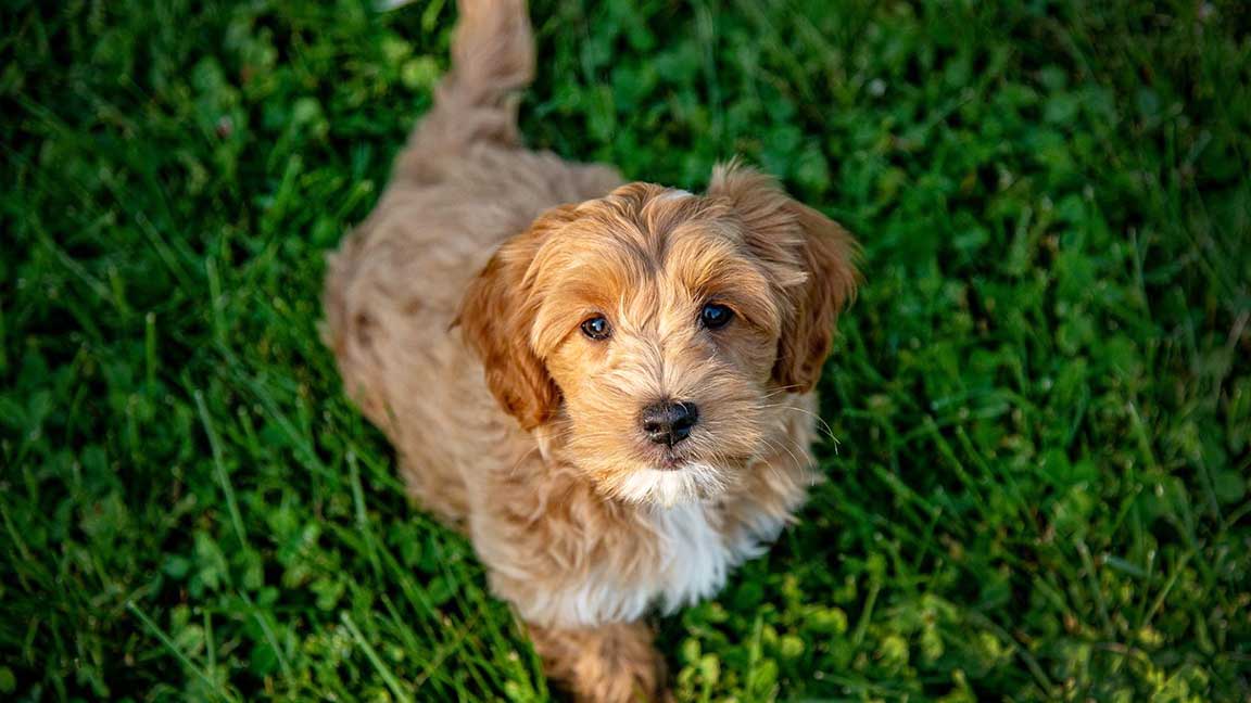 10 Irresistible Reasons Why Cavapoos Are the Ultimate Family Dog