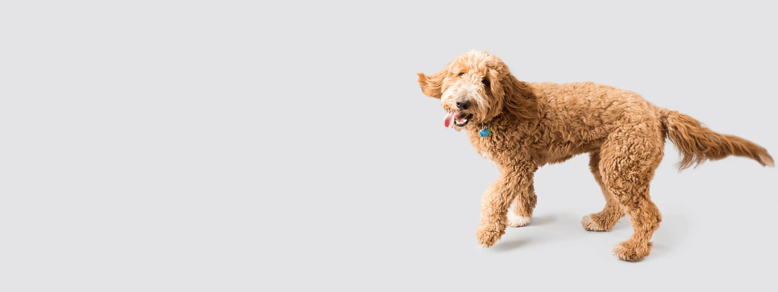 We specialize in providing you with high Quality Cavapoo Puppies
