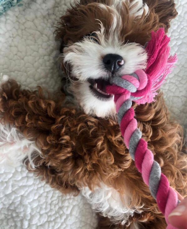 🐾 Daisy – Female Cavapoo Puppy for Sale - Image 3