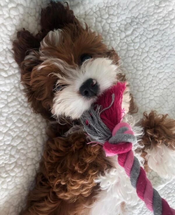🐾 Daisy – Female Cavapoo Puppy for Sale - Image 2