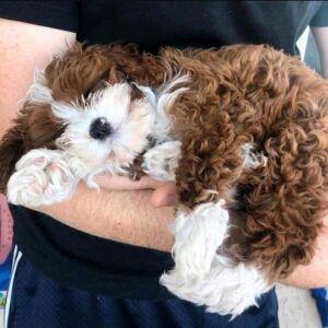 🐾 Daisy – Female Cavapoo Puppy for Sale