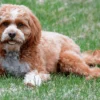 Mini Cavapoo vs. Toy Cavapoo: Which Size Is Right for You?