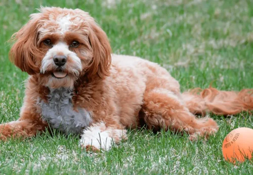 Mini Cavapoo vs. Toy Cavapoo: Which Size Is Right for You?