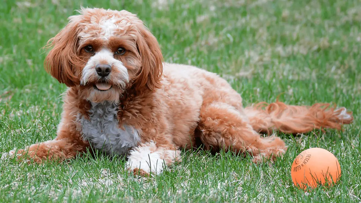 Mini Cavapoo vs. Toy Cavapoo: Which Size Is Right for You?