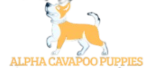 Alpha Cavapoo